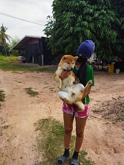 รับสุนัขสุรินทร์ส่งเชียงใหม่